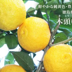 【FOODEXで話題殺到！宝石のような「木頭ゆず」の青果物では有り得ないパッケージ】